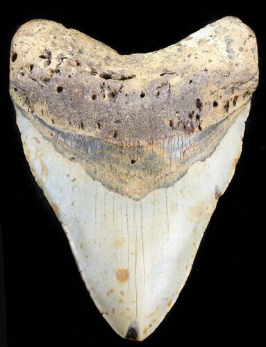 Large, Megalodon Tooth - North Carolina #38679
